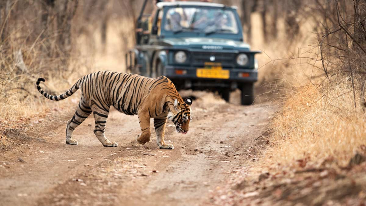 Dhela Safari Zone