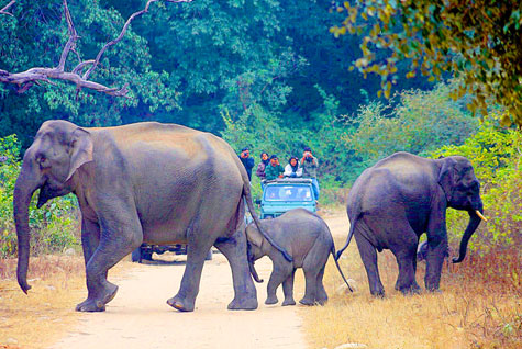 Dhela Safari Zone