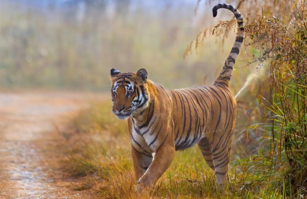 Bijrani Safari Zone