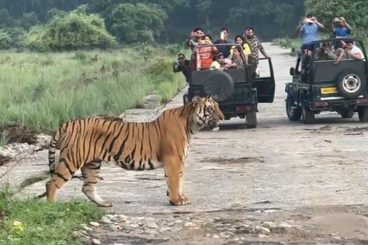 Tiger